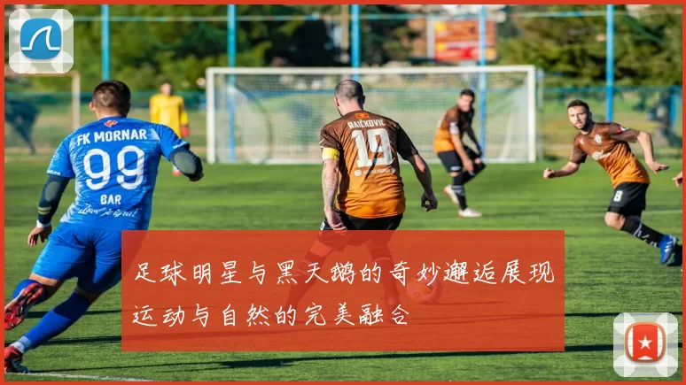 足球明星与黑天鹅的奇妙邂逅展现运动与自然的完美融合